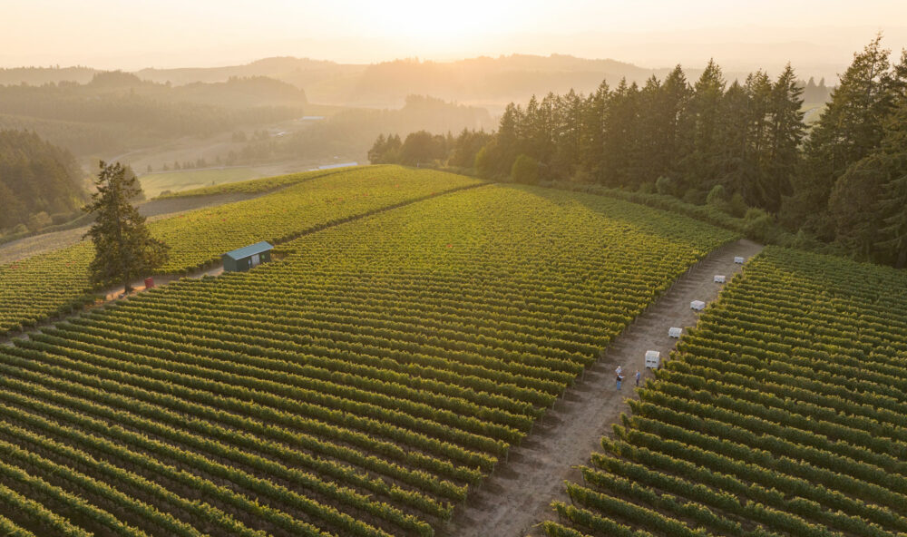 Aerial view of Shea Vineyards in the Yamhill-Carlton AVA